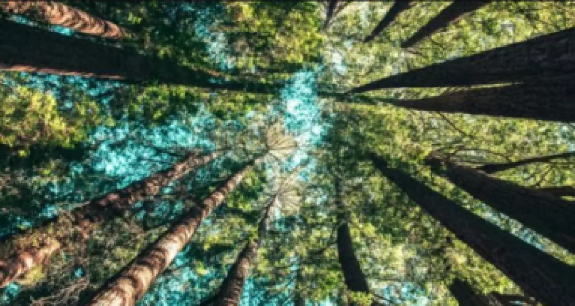 Planting trees in a forest