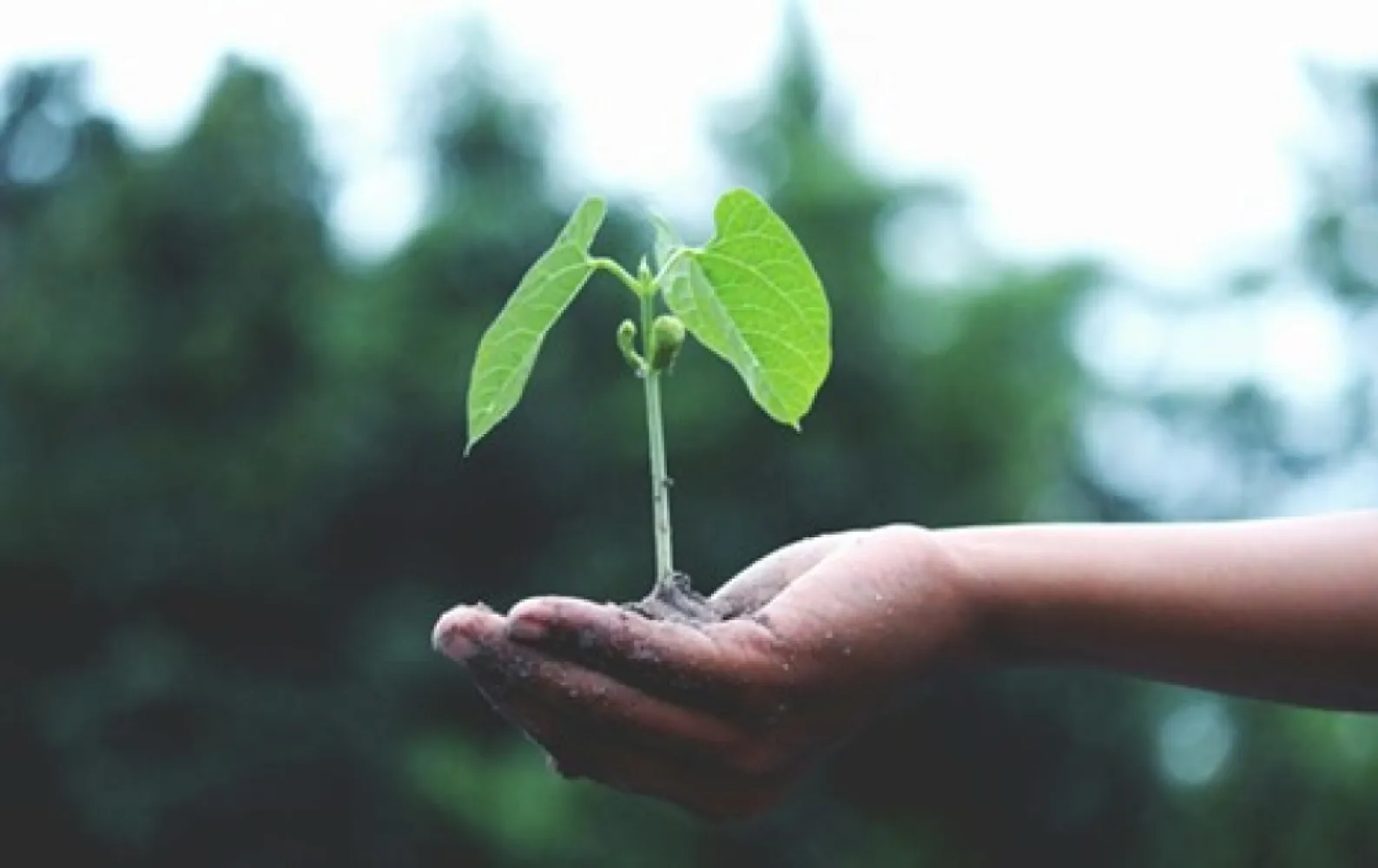 Planting trees by hand