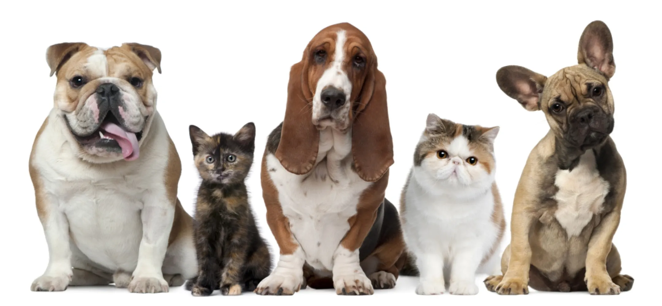 Pet and Animal Safety with Fireworks